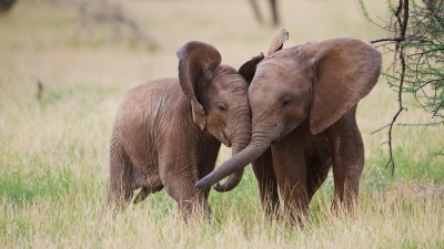 فیل-عاشقانه-عشق
